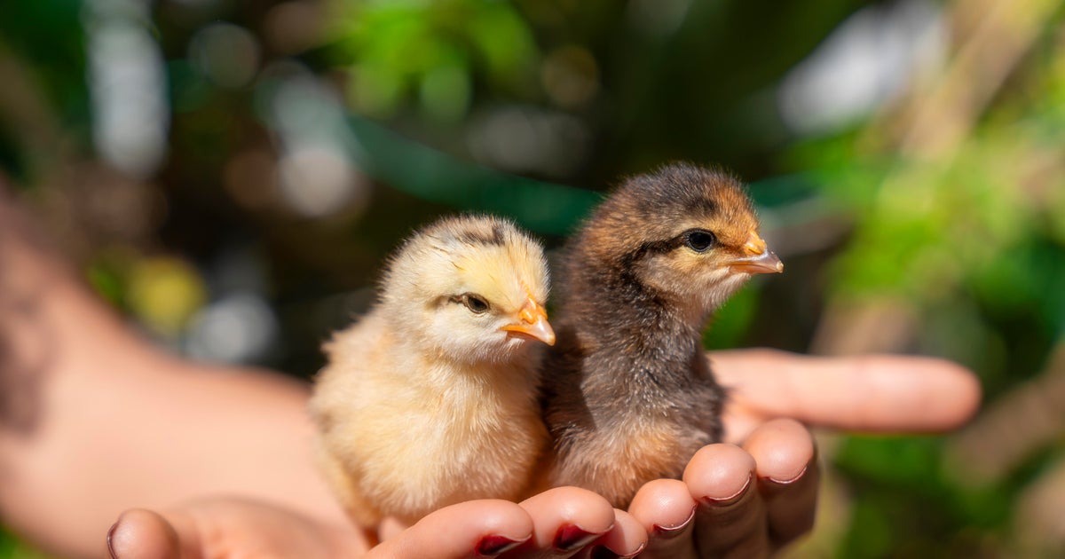 St. Clair County identifies first salmonella case linked to backyard poultry outbreak